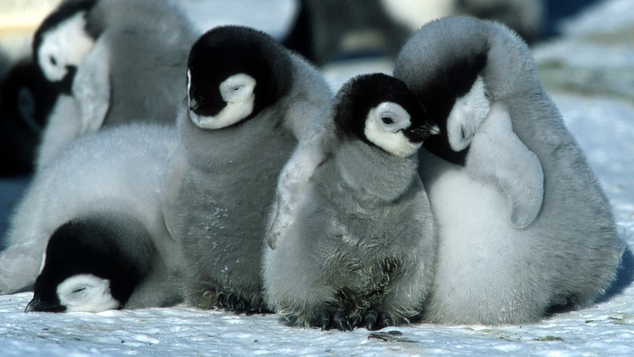 March Of The Penguins (Import)