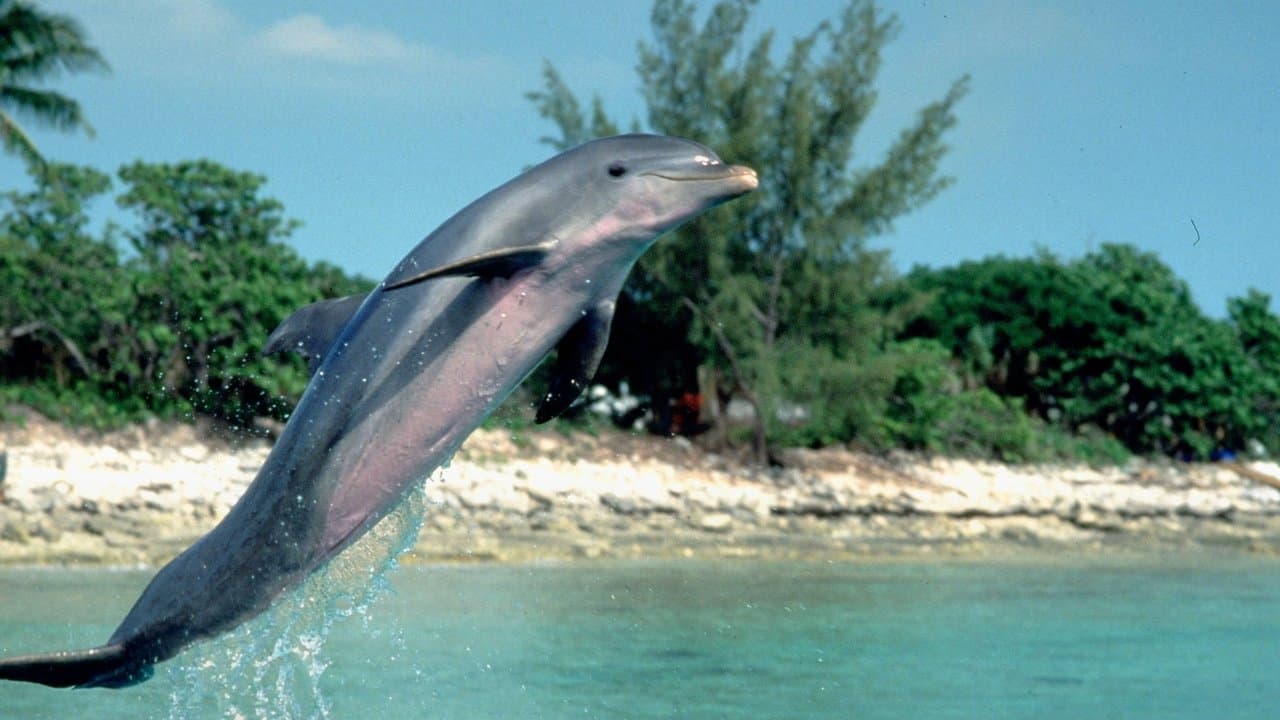 Flipper (Import)